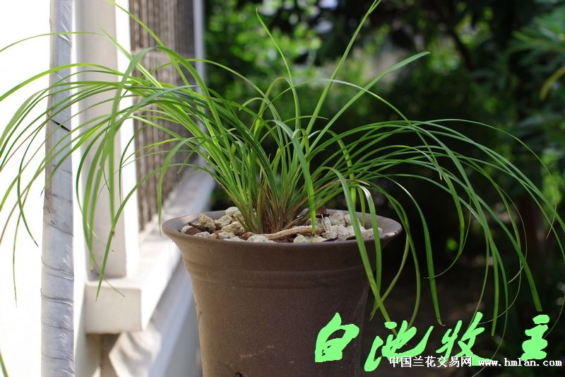 莲瓣兰南部地区养殖大赛--滇梅-莲瓣篇-中国兰