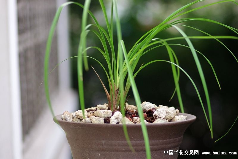 莲瓣兰南部地区养殖大赛--滇梅-莲瓣篇-中国兰