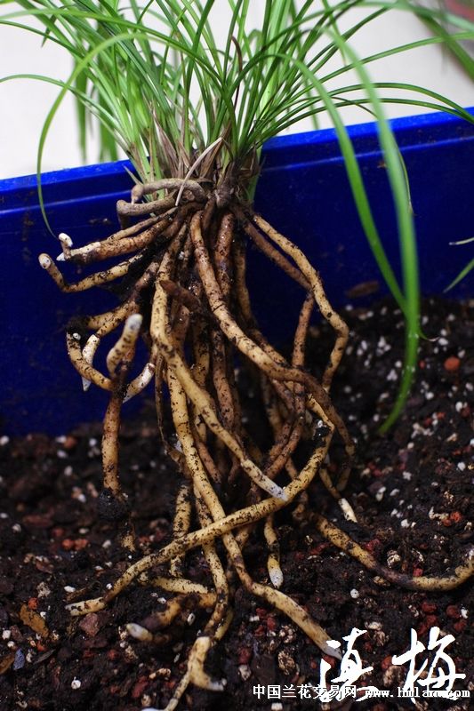 莲瓣兰南部地区养殖大赛--滇梅-莲瓣篇-中国兰