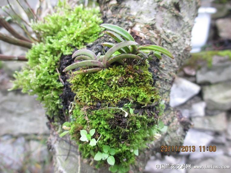 石槲 风兰可以这样玩-石斛兰-中国兰花交易网社区