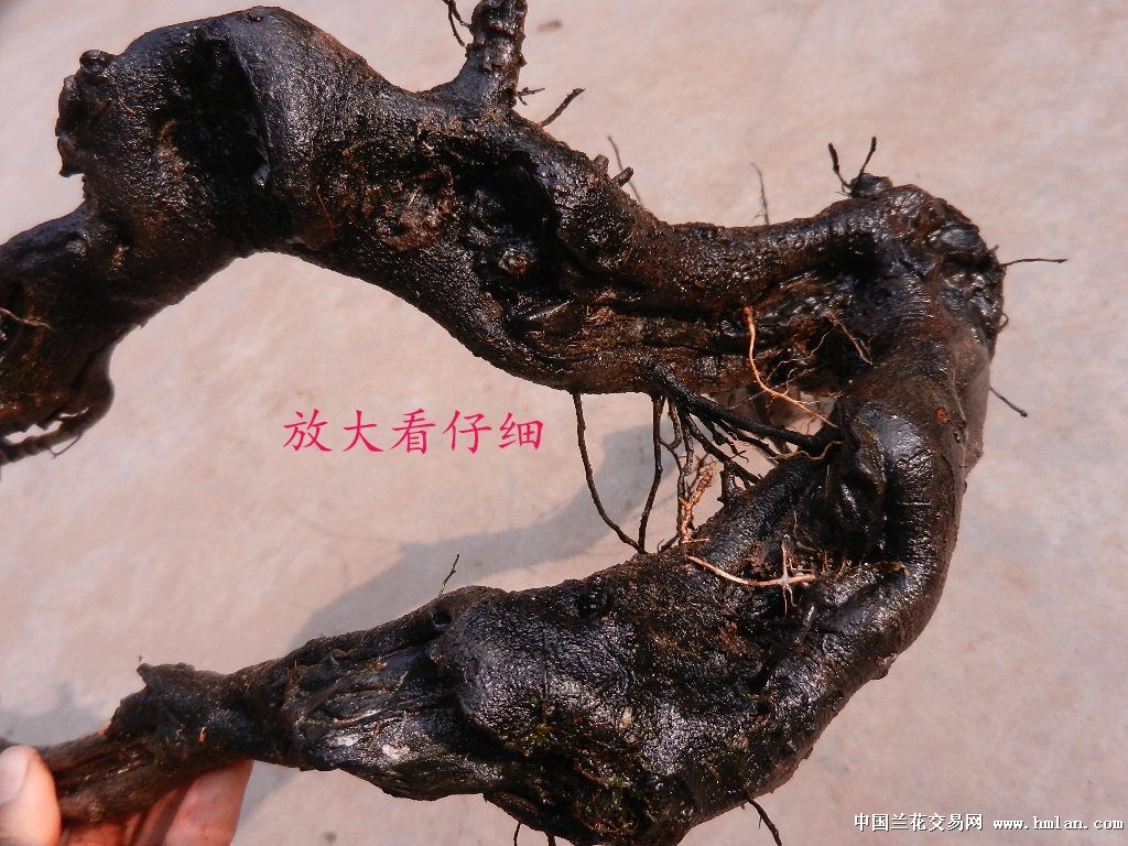 微型金弹子盆景----特漂亮生桩原料-盆景园艺-中国兰花交易网社区
