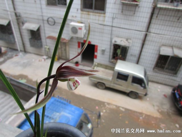 金飞燕-寒兰篇-中国兰花交易网社区