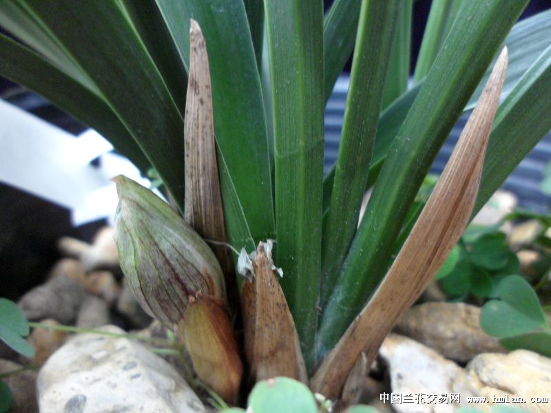 春兰荷瓣10苗1花苞(13121203)