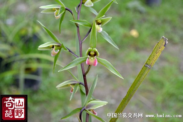 山野兰场寒兰集锦