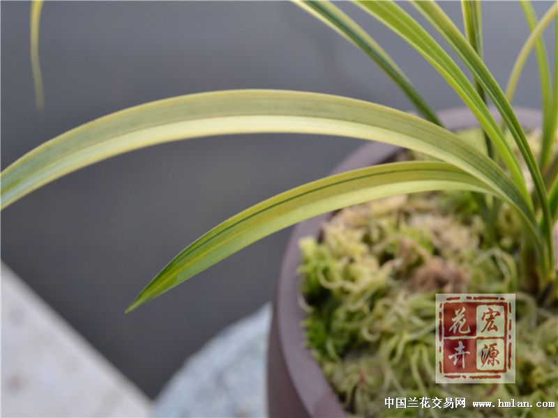 春兰叶艺-春兰篇-中国兰花交易网社区