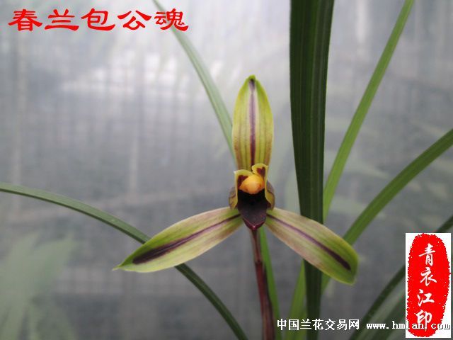 春兰包公魂开了~~-茶余兰后-中国兰花交易网社区
