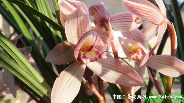 甸阳红荷-莲瓣篇-中国兰花交易网社区