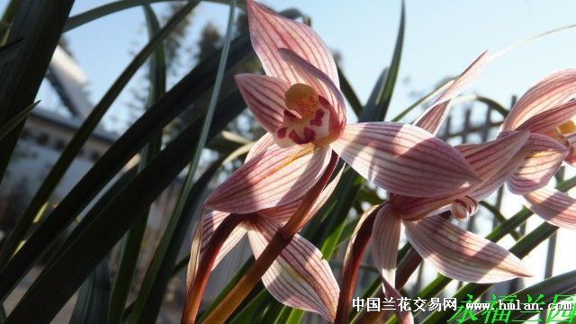 甸阳红荷-莲瓣篇-中国兰花交易网社区