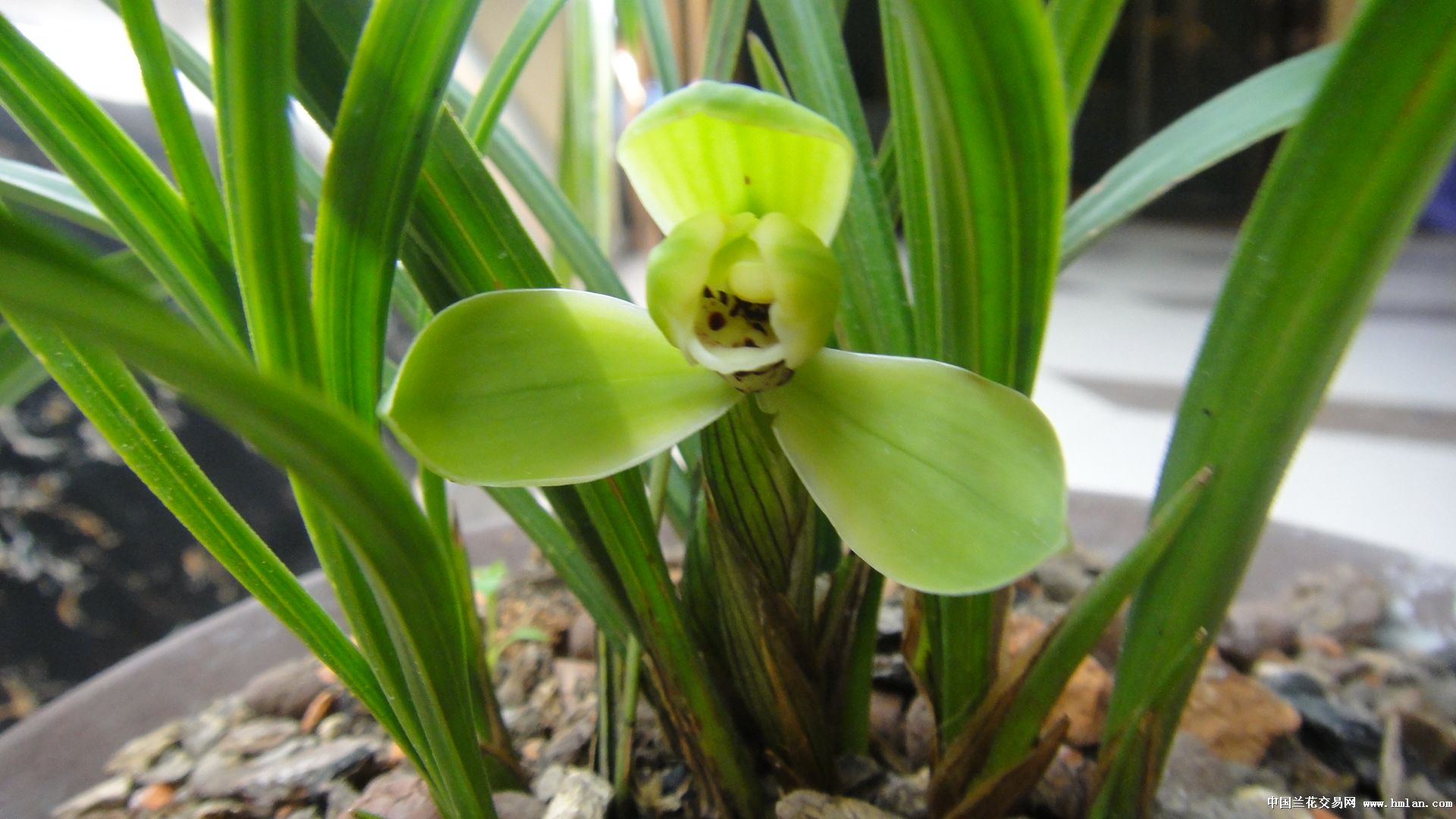 马年---害羞宋梅开了-春兰篇-中国兰花交易网社