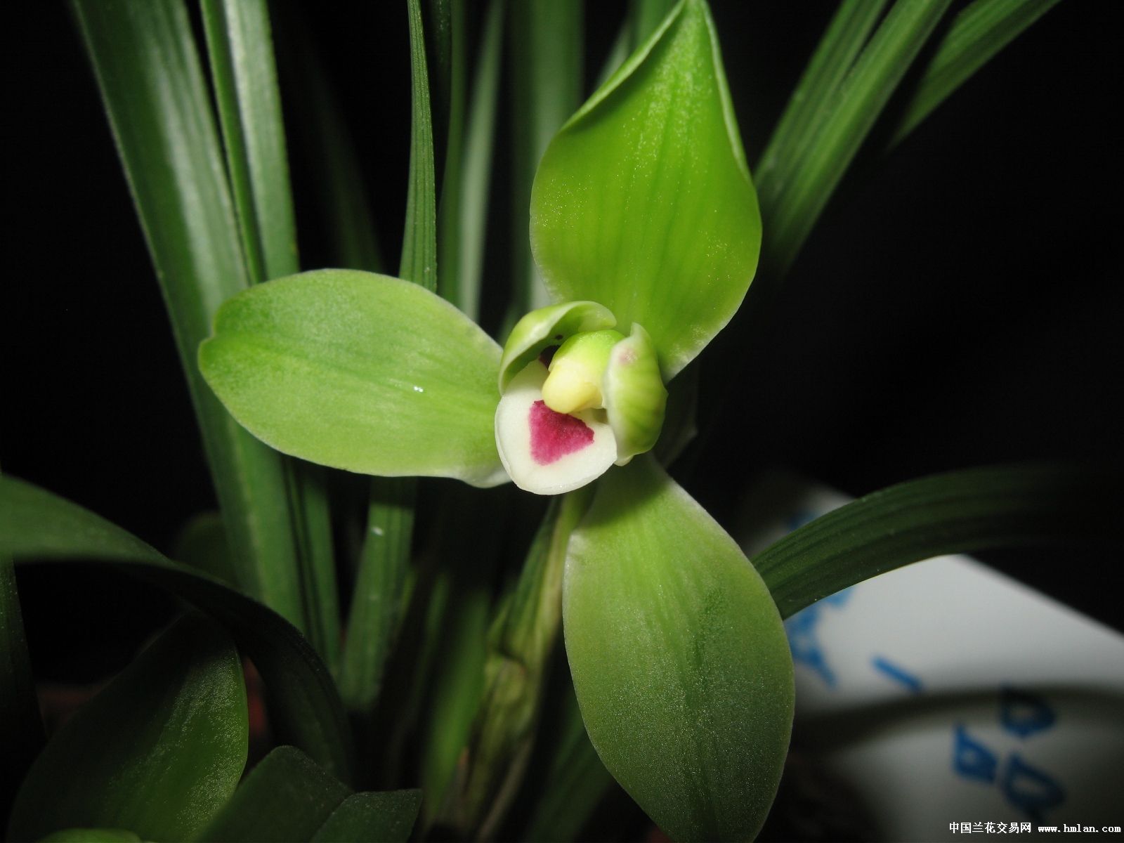 2014.翠一品.<em>闪亮</em>登场-春兰篇-中国兰花交易网