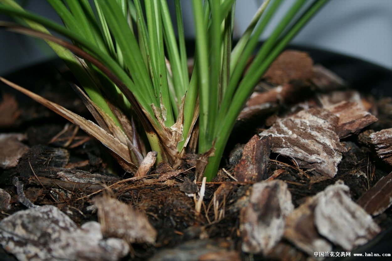 莲瓣兰北部地区养殖大赛 - 滇梅-莲瓣篇-中国