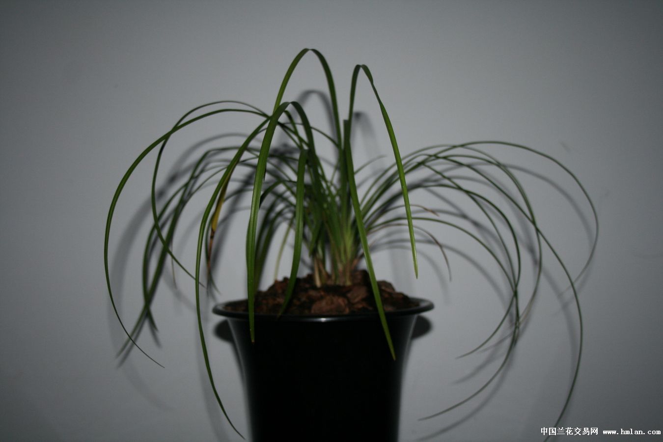 莲瓣兰北部地区养殖大赛 - 滇梅-莲瓣篇-中国