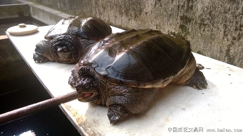 鳄龟,是现存最古老的爬行动物,世界最大的淡水龟之一,有淡水动物