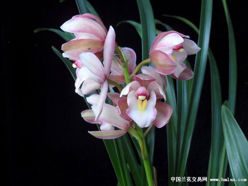 超漂亮的日本樱花7苗2支花(1021514)