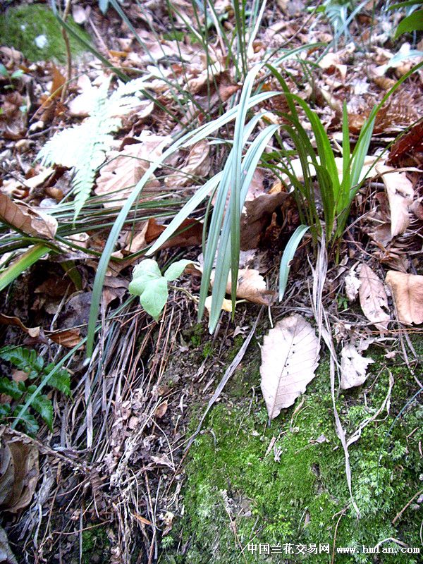 在山上发现土豪金与一个…-春兰篇-中国兰花交