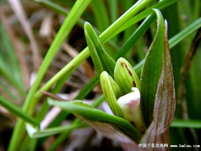 在山上发现土豪金与一个…-春兰篇-中国兰花交