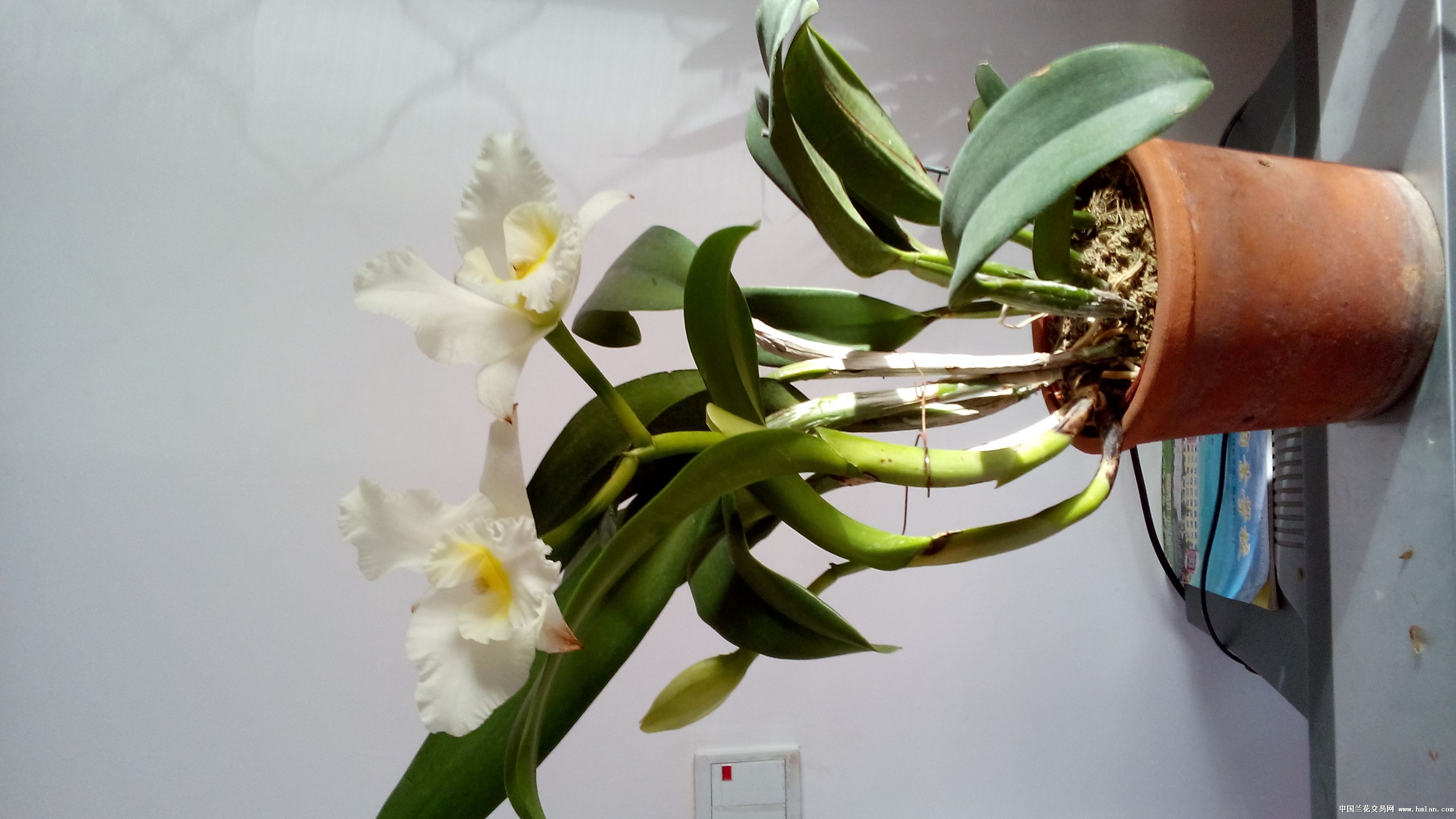 杂交卡特兰净雪