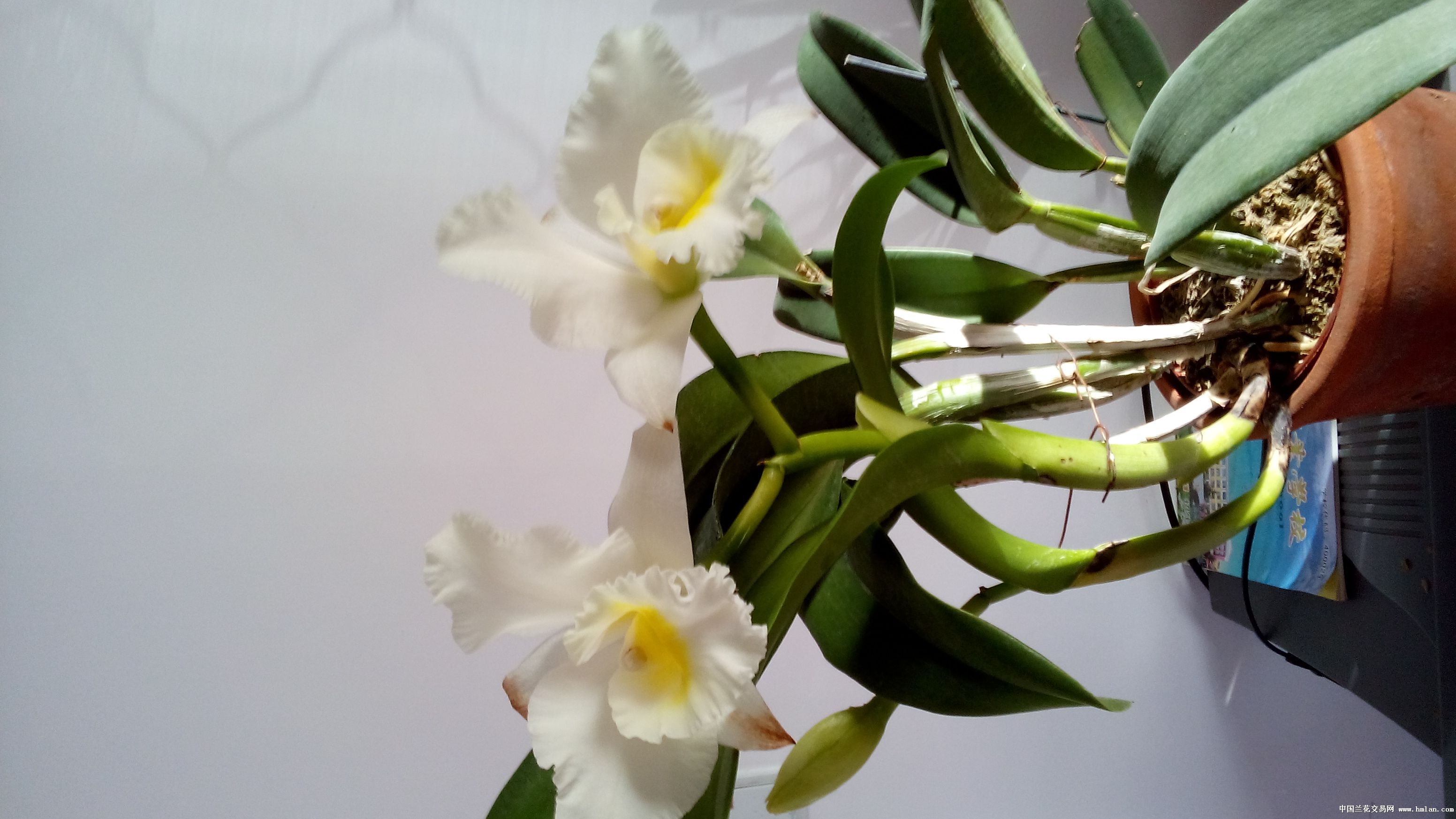 杂交卡特兰净雪-热带兰-中国兰花交易网社区