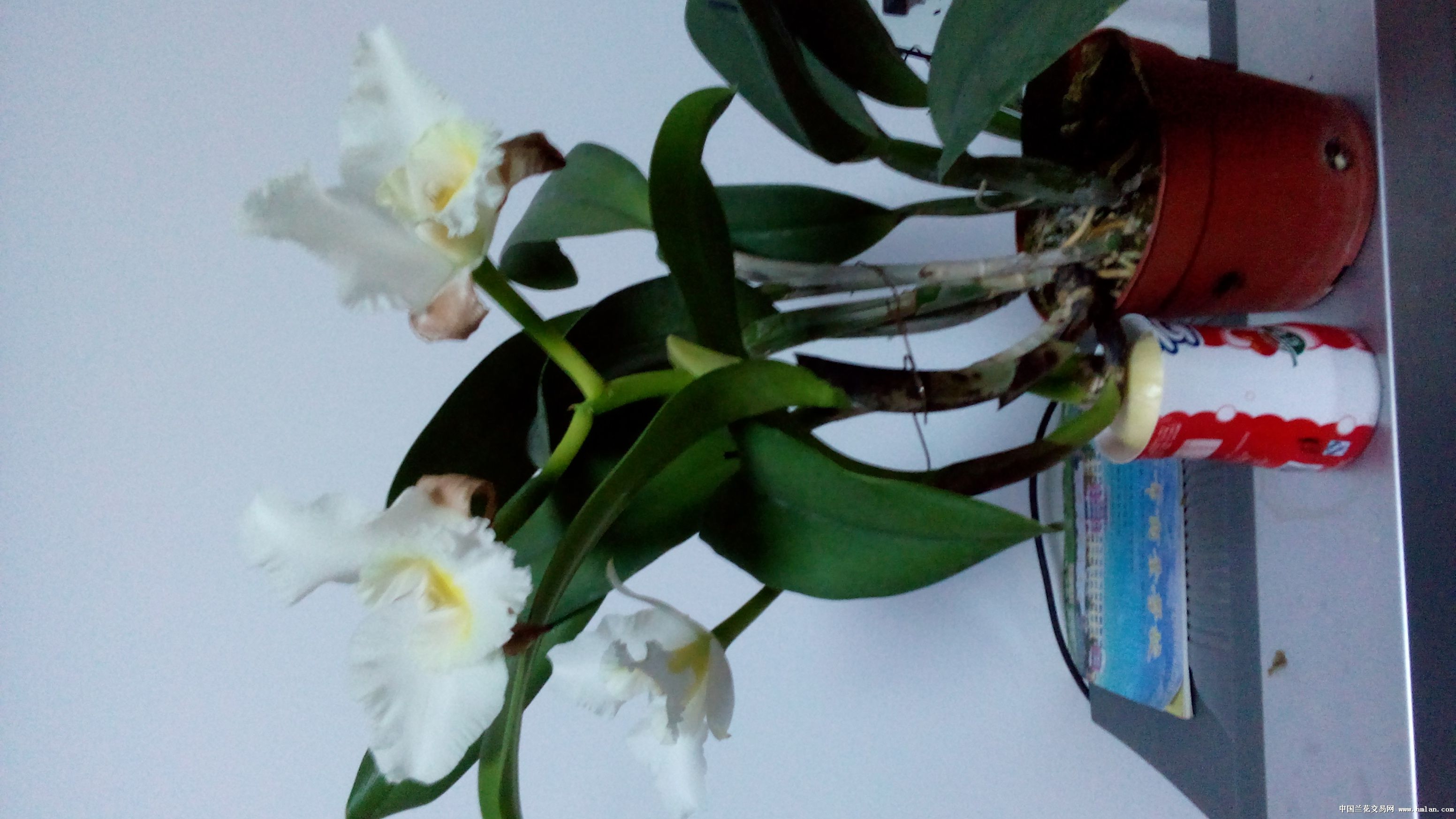 杂交卡特兰净雪-热带兰-中国兰花交易网社区