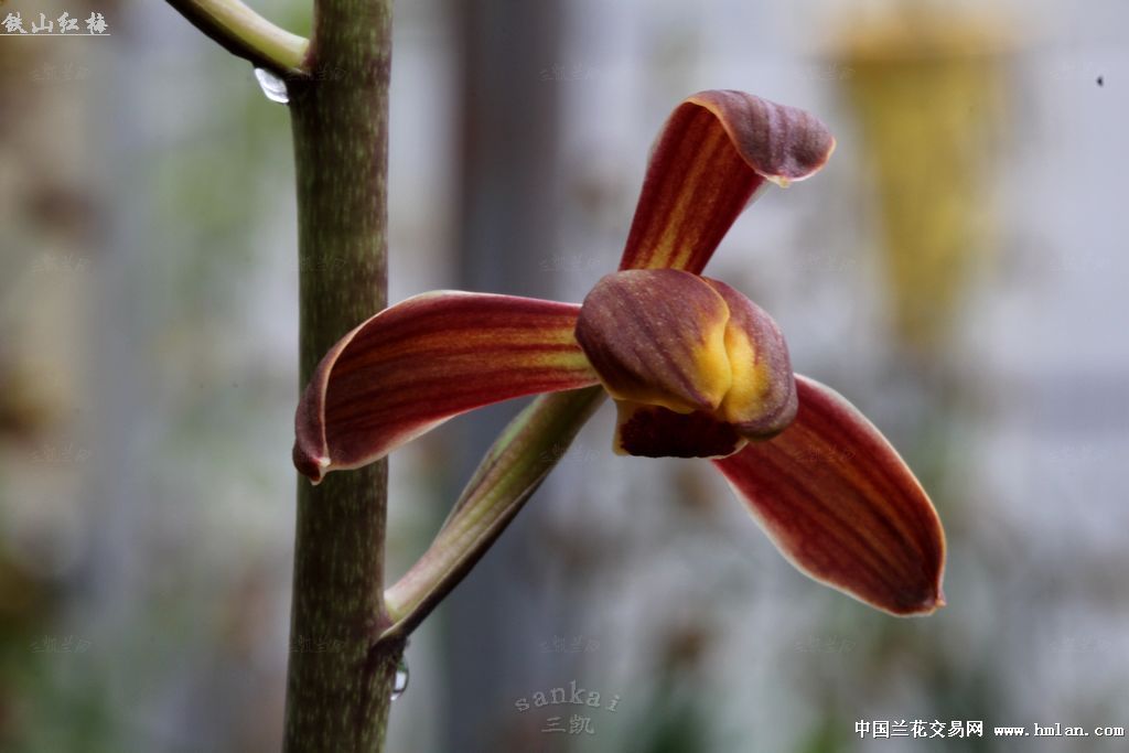 *铁山红梅*-墨兰篇-中国兰花交易网社区