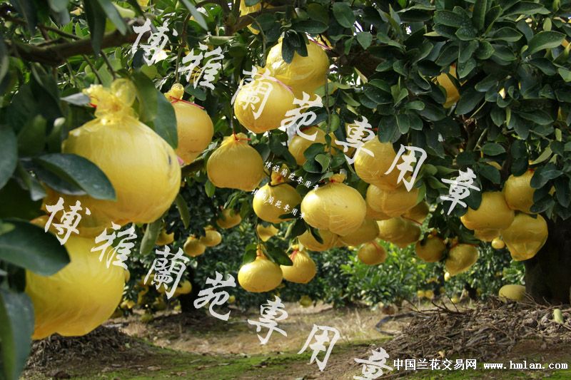 做绿化观赏用的文旦树,满树的文旦花:这么小的树就能挂这么多果了.