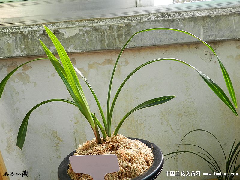 莲瓣兰南部地区养殖大赛.分单-莲瓣篇-中国兰花