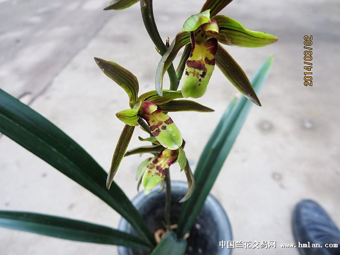 下山墨兰*青彩捧青直舌*-墨兰篇-中国兰花交易