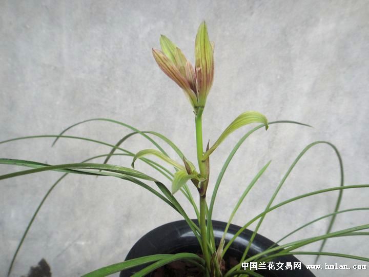 步步高升!又名《玉树临风》带花带芽