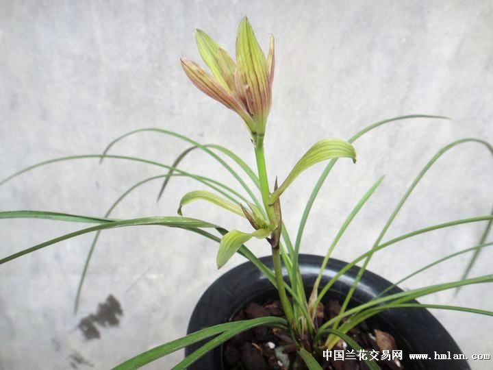 步步高升!又名《玉树临风》带花带芽