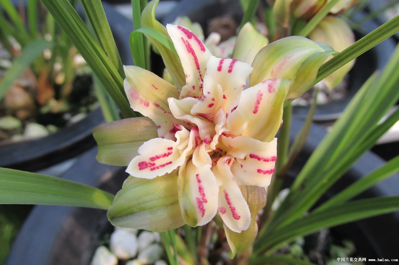 天彭牡丹--花苞出土迟春化好才开的好-春兰篇-