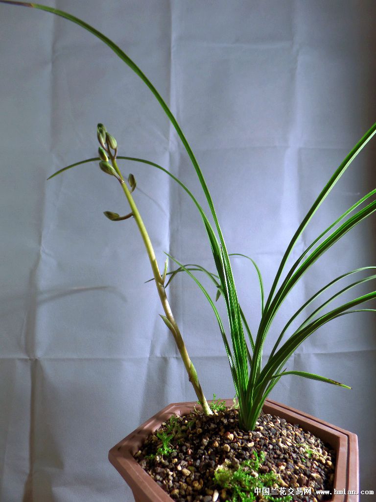 转茎:蕙兰即将大排铃时,花梗上每朵花铃的花柄横向生长,花心向外,称为