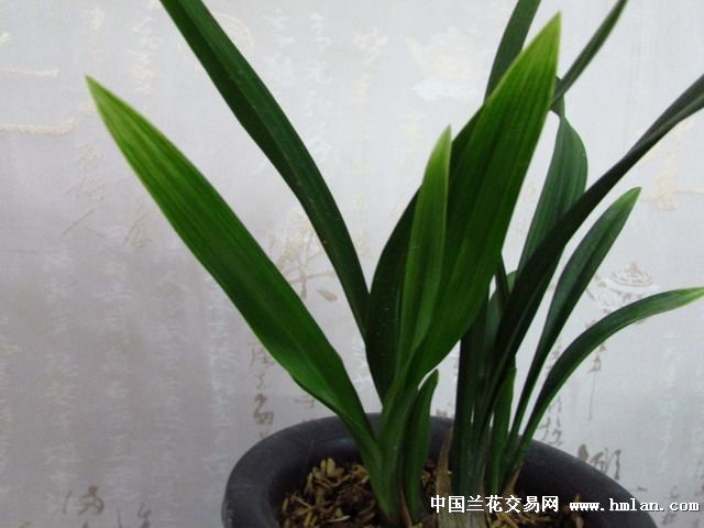 换软植料种半年的东方美人-建兰篇-中国兰花交易网社区