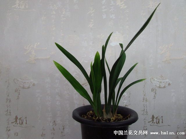 换软植料种半年的东方美人-建兰篇-中国兰花交易网社区