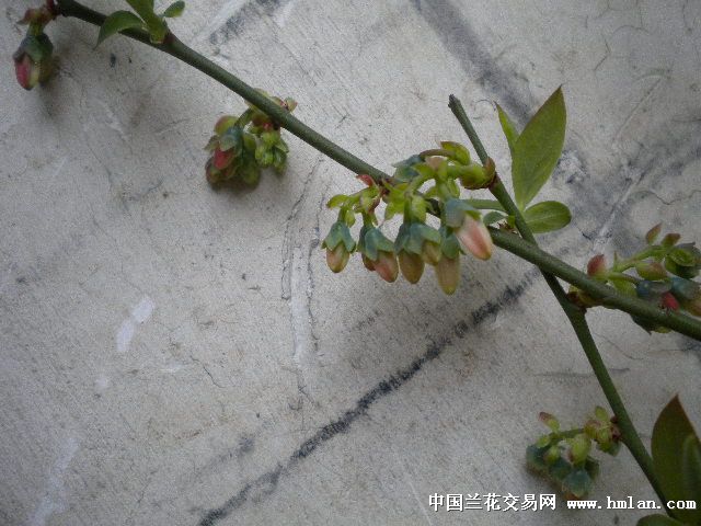 满枝花苞 蓝莓21