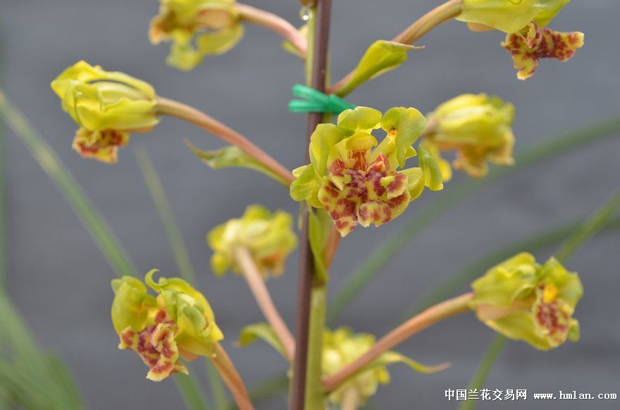 严州彩云(大白菜)送展回来---2014年开-蕙兰篇-中国网