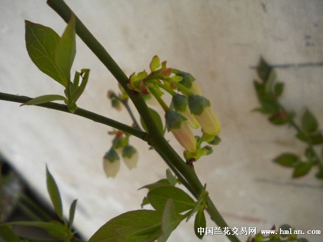 花苞 蓝莓6(新加图片)