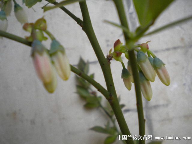 花苞 蓝莓6(新加图片)