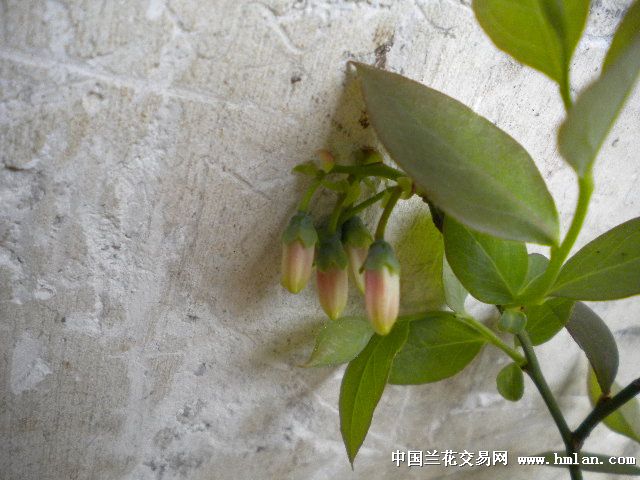 2元竞拍,花苞蓝莓-促销活动-中国兰花交易网社