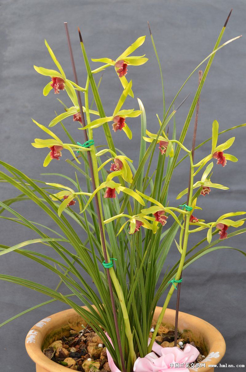 碧玉红素 兰展归来 2014年开品-蕙兰篇-中国兰花交易