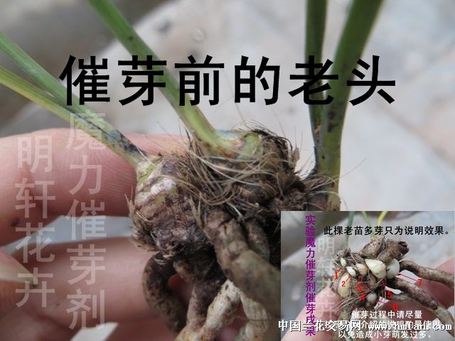 日本魔力催芽 老苗再生壮苗无芽 花季无花