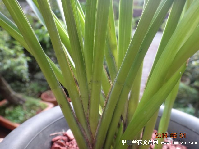 独占春-以兰会友-中国兰花交易网社区