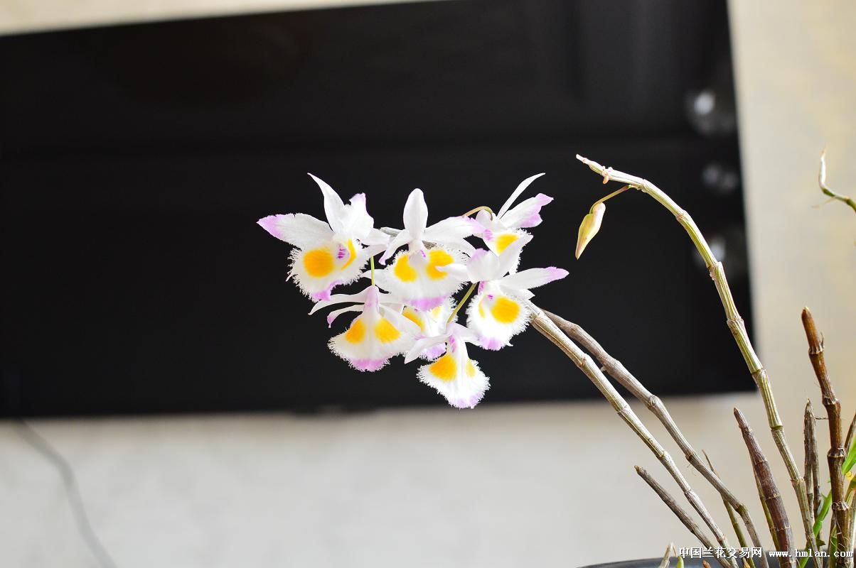 紫皮石斛-石斛兰-中国兰花交易网社区