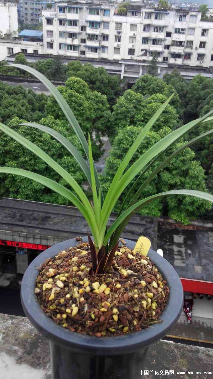 特壮---紫阳素!-春兰篇-中国兰花交易网社区