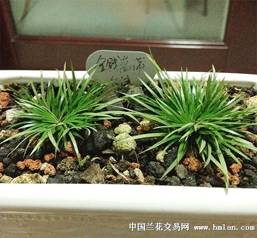 兰友请看日本、台湾金钱菖蒲-以兰会友-中国兰