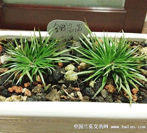 兰友请看日本、台湾金钱菖蒲-以兰会友-中国兰