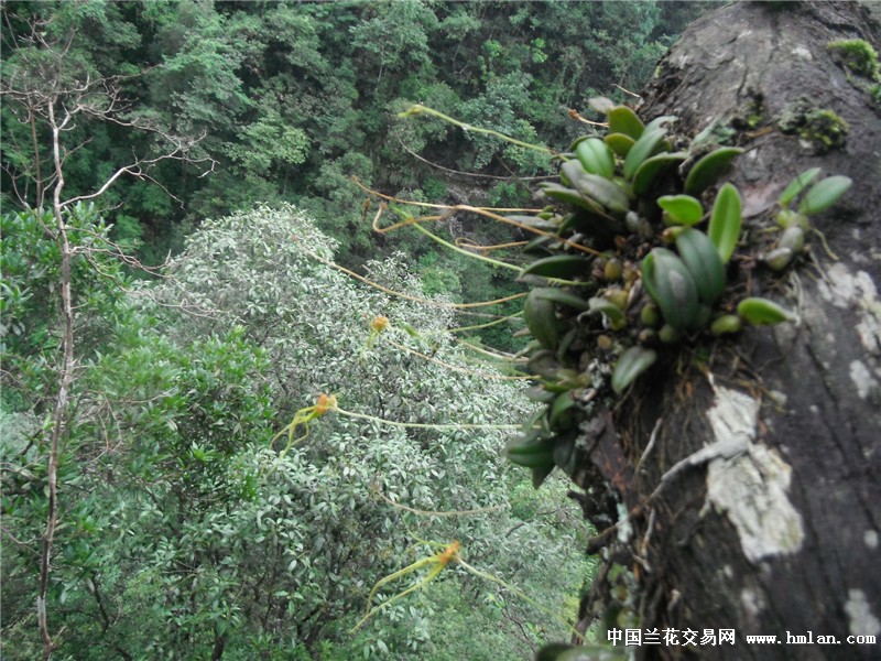 正宗麦斛晶莹剔透