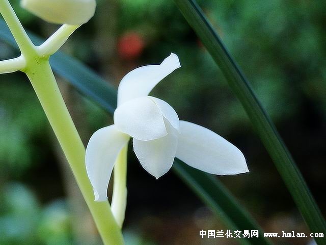 四季花魁之白雪冰心瓣厚色白花守好