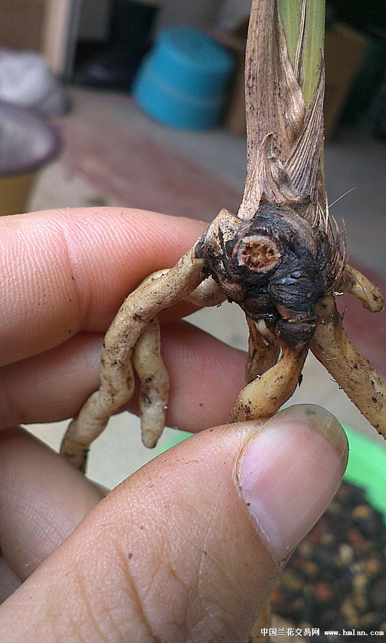 一夜回到解放前-蕙兰篇-中国兰花交易网社区