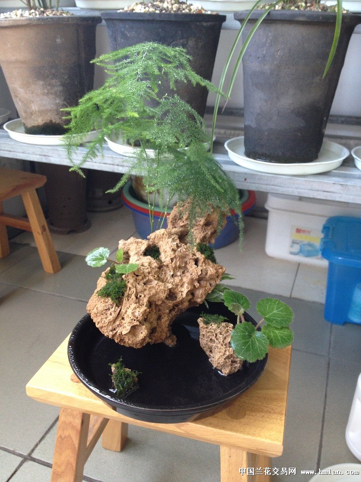挑最便宜的吸水石一小块儿, 连石头,托盘67块钱,文竹6块,青苔和不知名