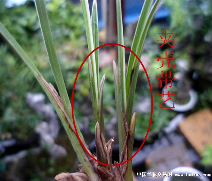 漂亮莲瓣兰艺草